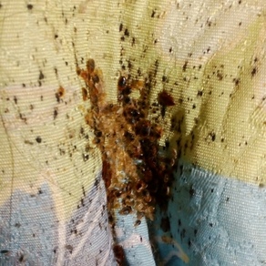 Уничтожение насекомых в Орле (гостинка)