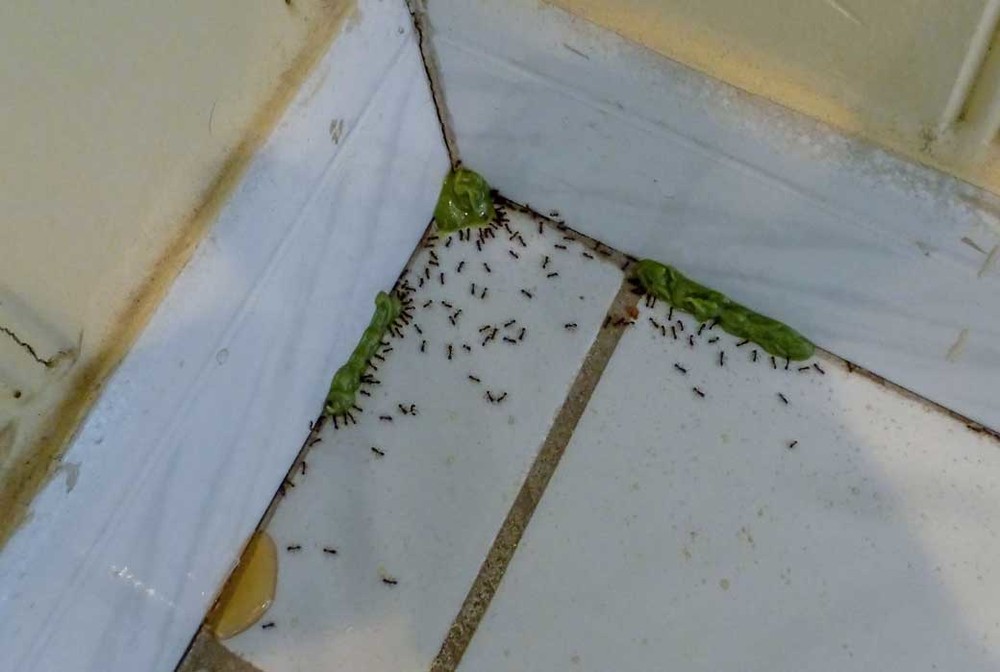Обработка от муравьев в Орле
