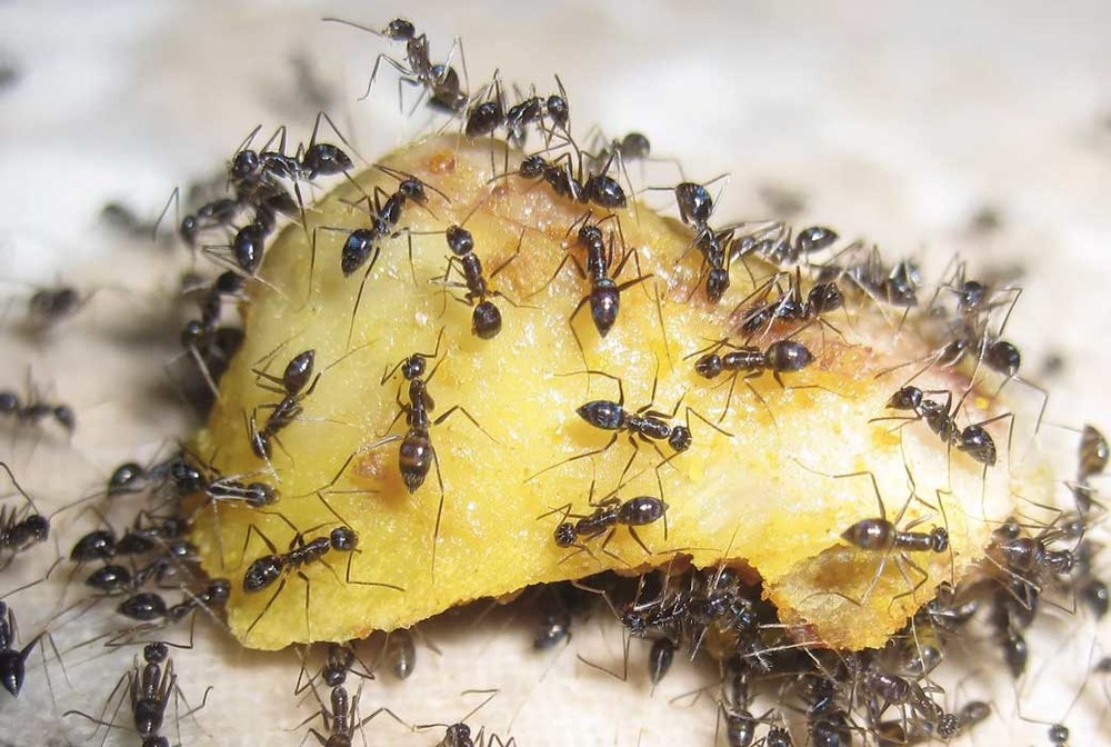 Уничтожение муравьев в квартире в Орле