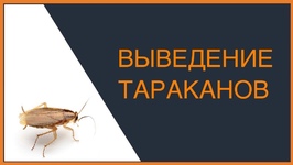 Выведение Тараканов