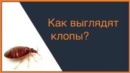 Как выглядят клопы?