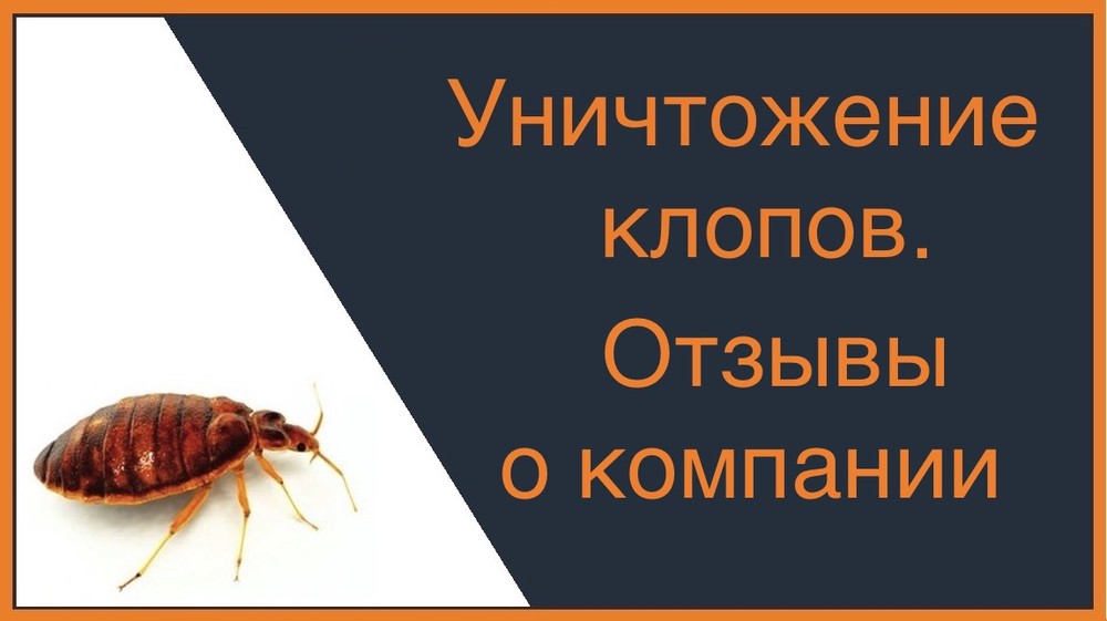 Уничтожение клопов - отзывы о компании в Орле