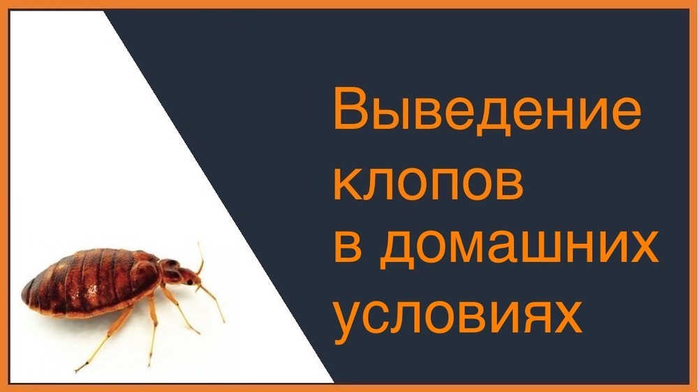 Выведение постельных клопов в домашних условиях Орле