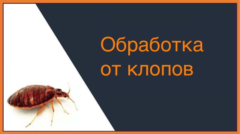 Обработка от клопов в Орле