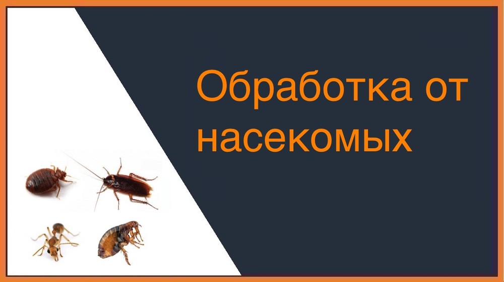 Обработка от насекомых в Орле