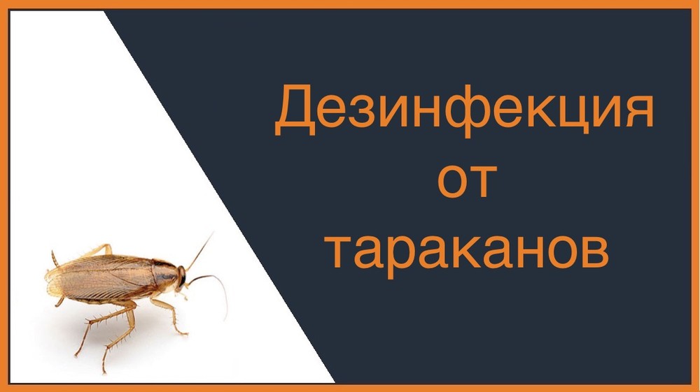 Дезинфекция от тараканов в Орле